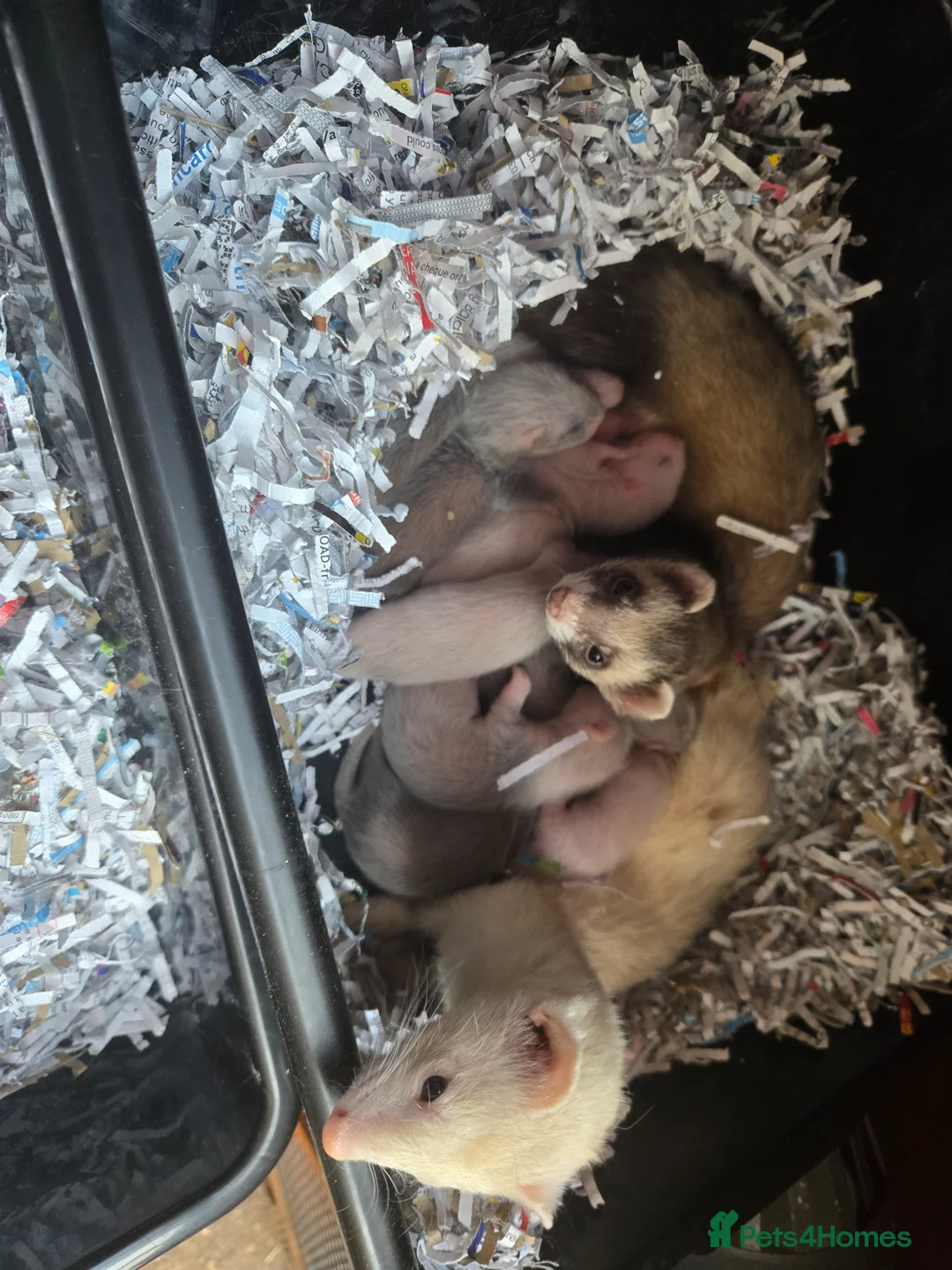 Ferret rodents for sale: Friendly Ferret Girls - Advert 11