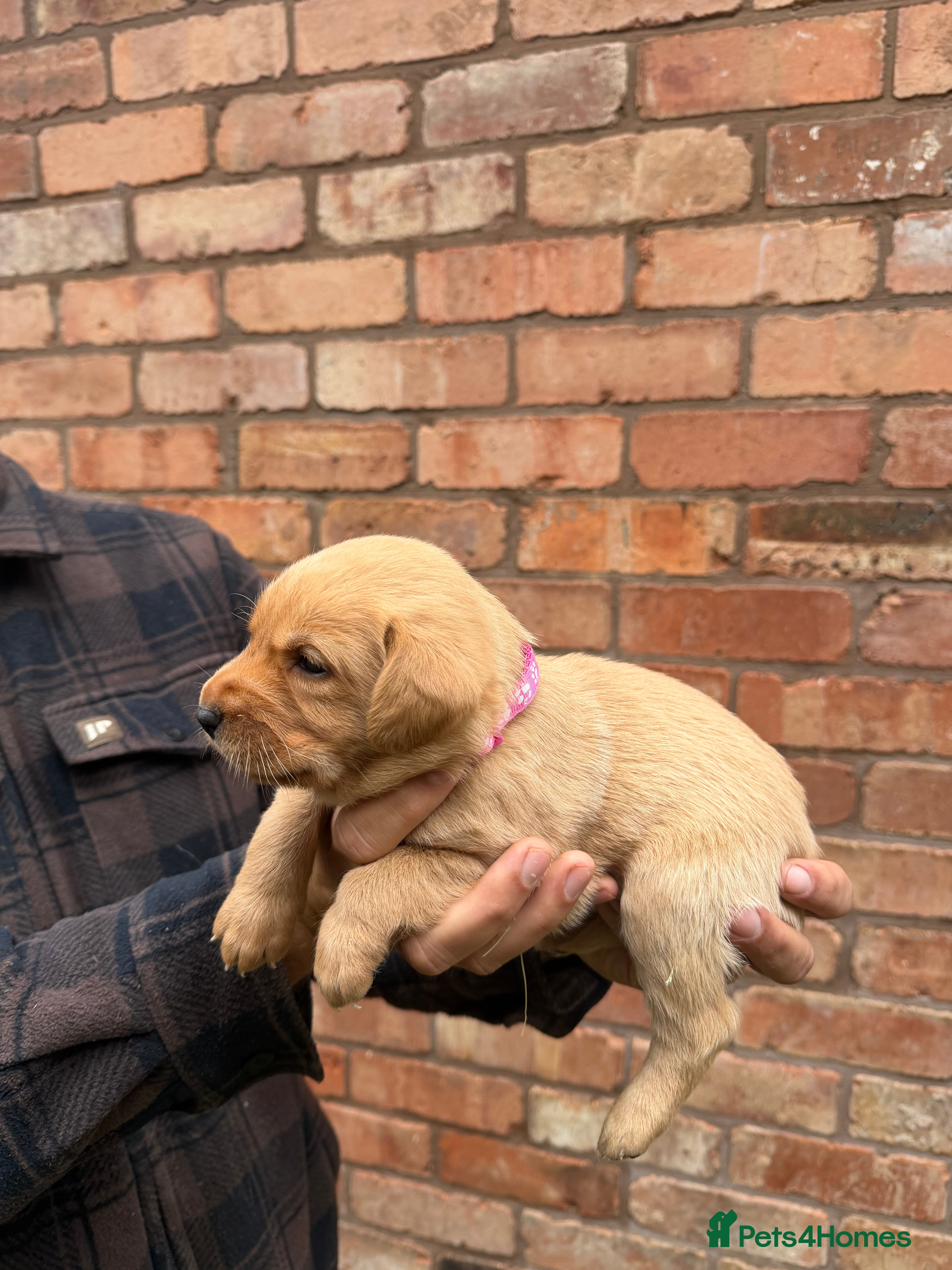 Labrador Retriever dogs for sale: Adorable KC fox red puppies  - Advert 2