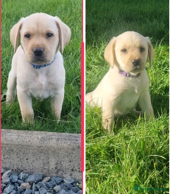Labrador Retriever dogs PRICE REDUCED!! READY NOW!!! Chunky Labrador pups  - Advert 6