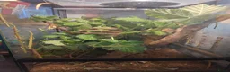 Stick Insects invertebrates for sale: Indian stick insects for sale. - Advert 1