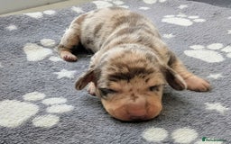 Miniature Dachshund dogs for sale: KC Registered miniature Dachshund Puppies - Image 9