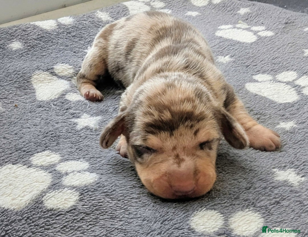 Miniature Dachshund dogs for sale: KC Registered miniature Dachshund Puppies - Image 9