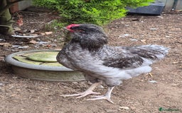 Chickens poultry for sale: Blue British tailed Araucana boy  - Image 1