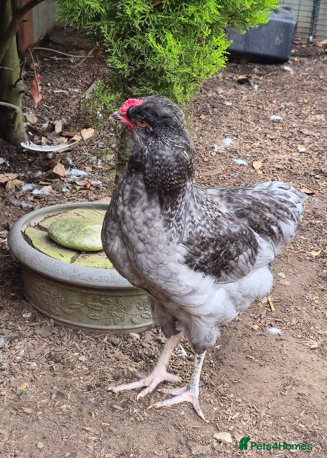 Chickens poultry for sale: Blue British tailed Araucana boy  - Image 1