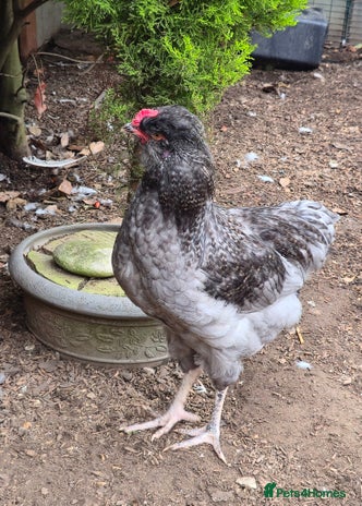 Chickens poultry - Advert 1