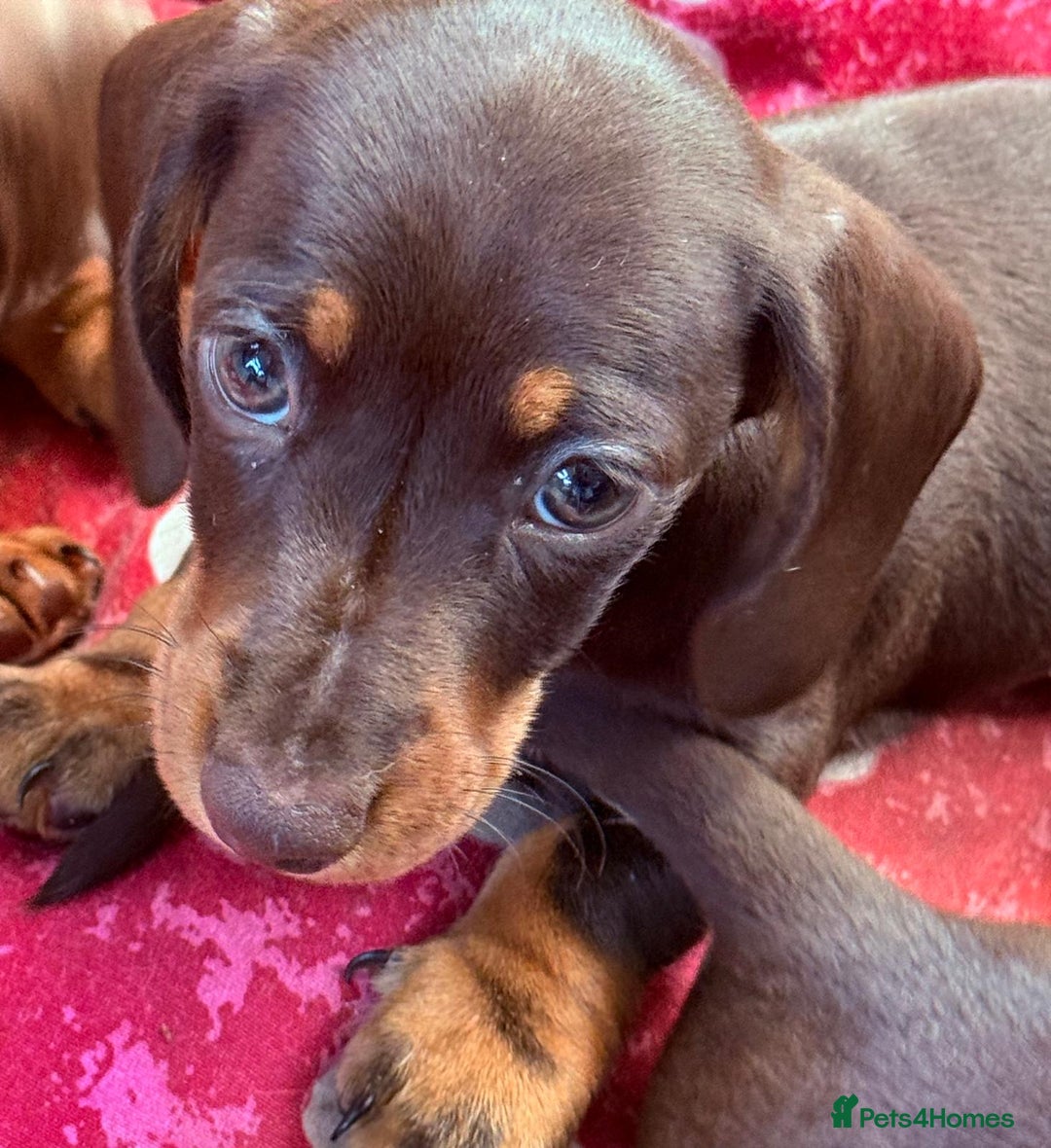 Miniature Dachshund dogs for sale: Miniature dachshunds  - Image 7