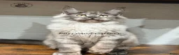 Maine Coon cats for sale: TICA registered Maine coon kittens READY NOW - Advert 13