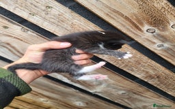 Mixed Breed cats for sale: Black and white farm bred kittens  - Image 6