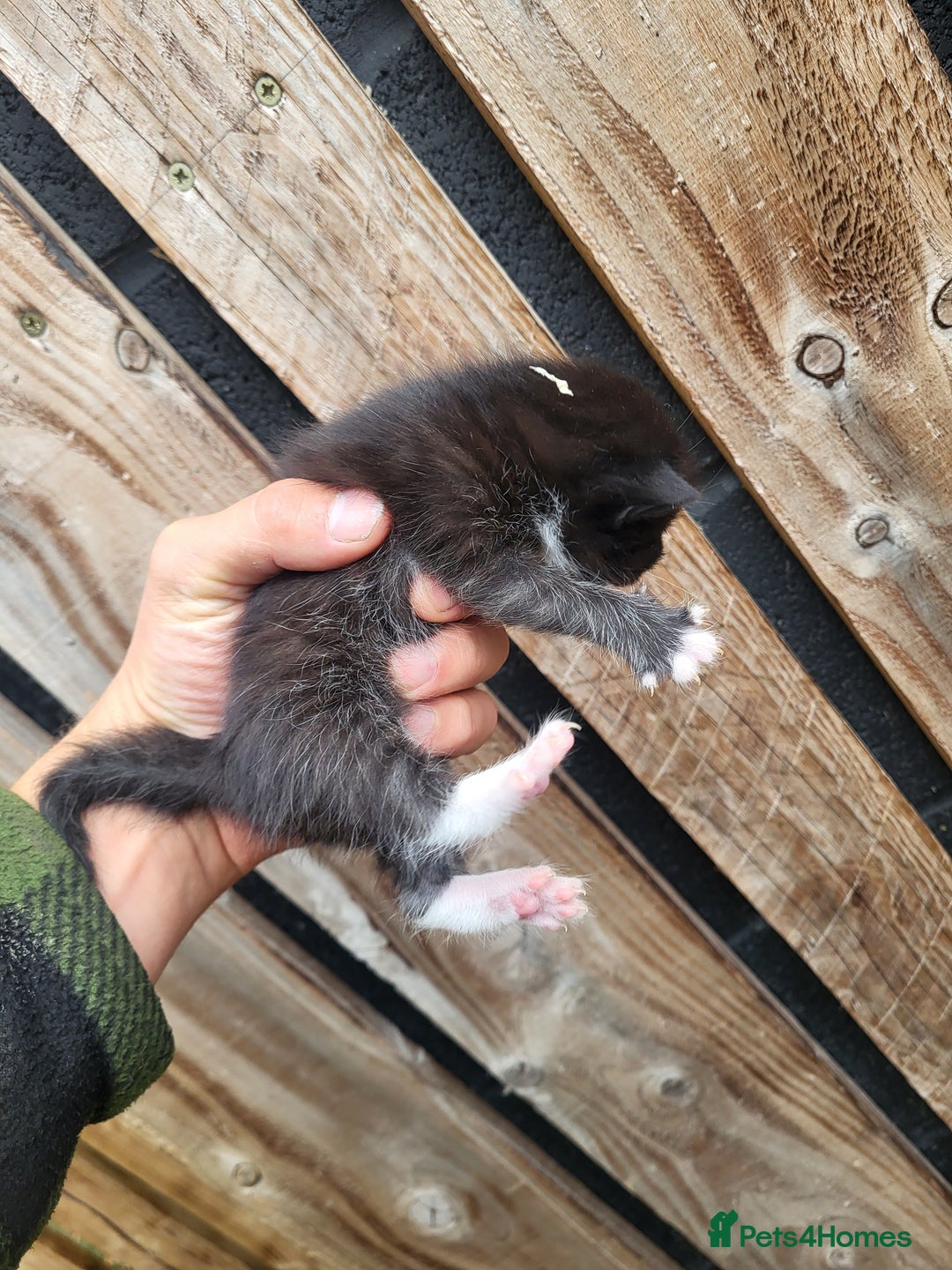 Mixed Breed cats for sale: Black and white farm bred kittens  - Image 6