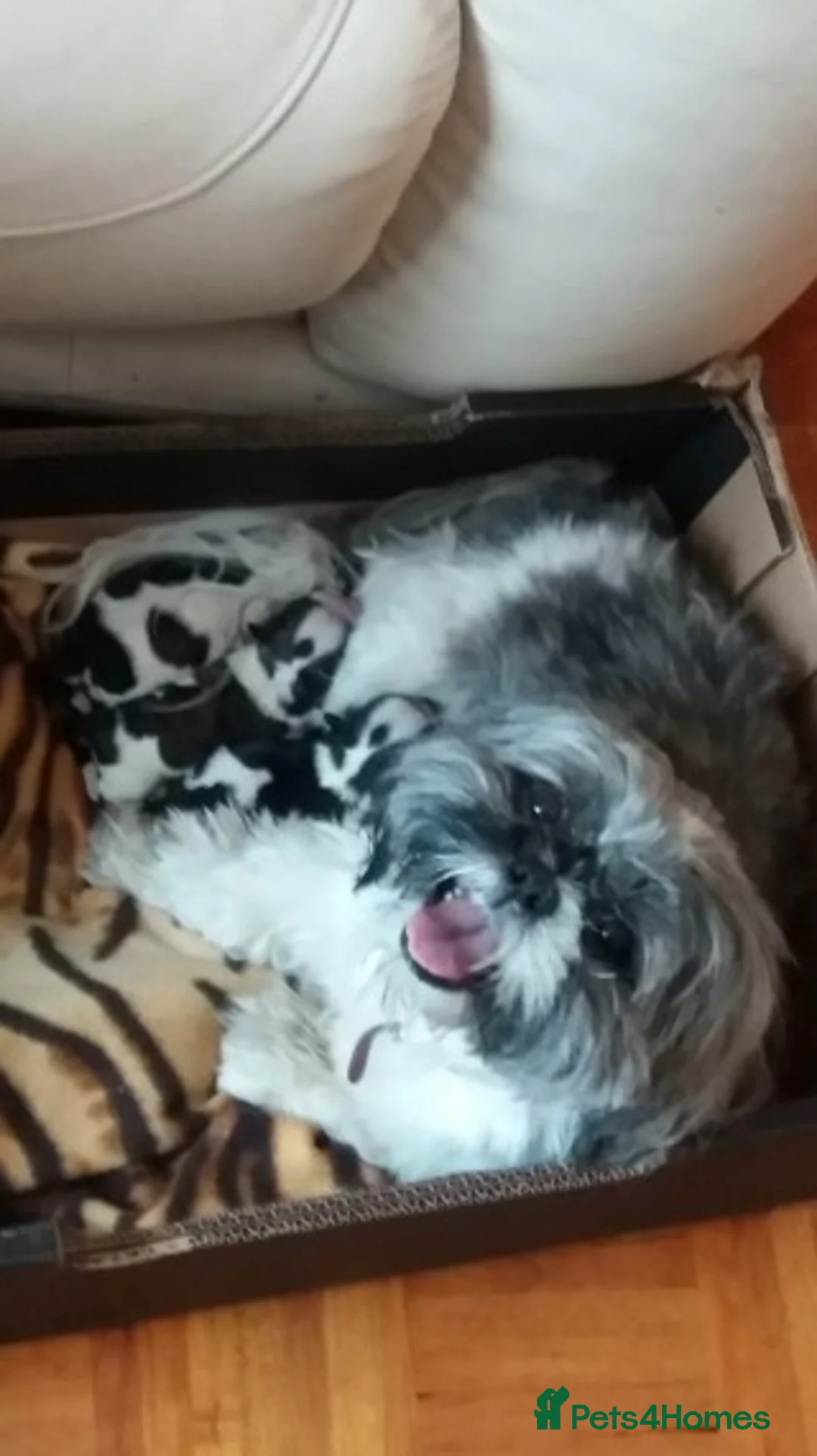 Shih Tzu dogs for stud: KC HARROPINE LUSTY DUSTY FOR STUD ONLY in Bridgend - Advert 40