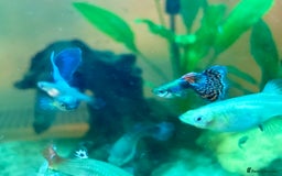 Live Bearers fish for sale: Mixed guppies - Image 15