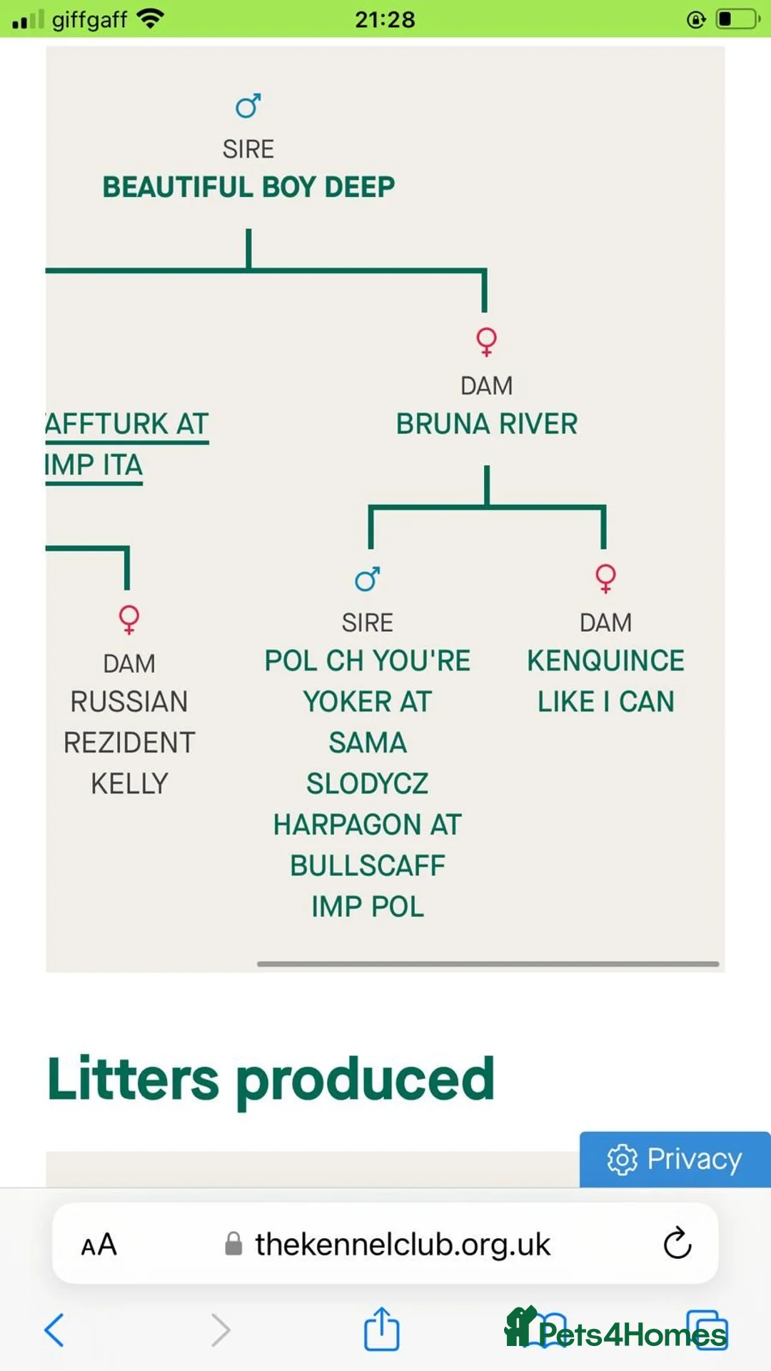 Staffordshire Bull Terrier dogs for stud: BEAUTIFUL BULLSCAFF SON UP FOR STUD in Birmingham - Advert 7