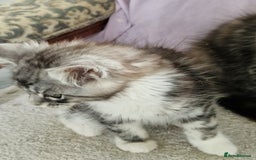 Maine Coon cats for sale: Beautiful maine coon kittens  - Image 4