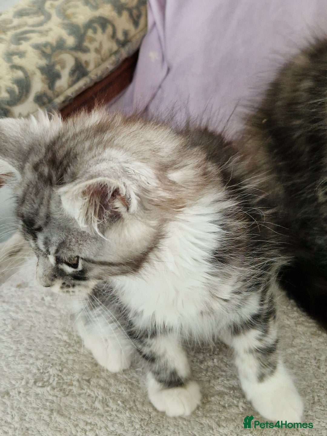 Maine Coon cats for sale: Beautiful maine coon kittens  - Image 4