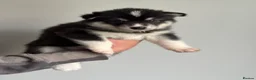 Siberian Husky dogs for sale: Carefully-raised northern breed companions - Advert 7