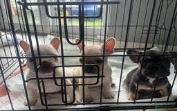 French Bulldog dogs for sale: French bulldog puppies  - Image 15