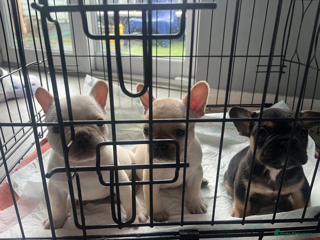 French Bulldog dogs for sale: French bulldog puppies  - Image 15