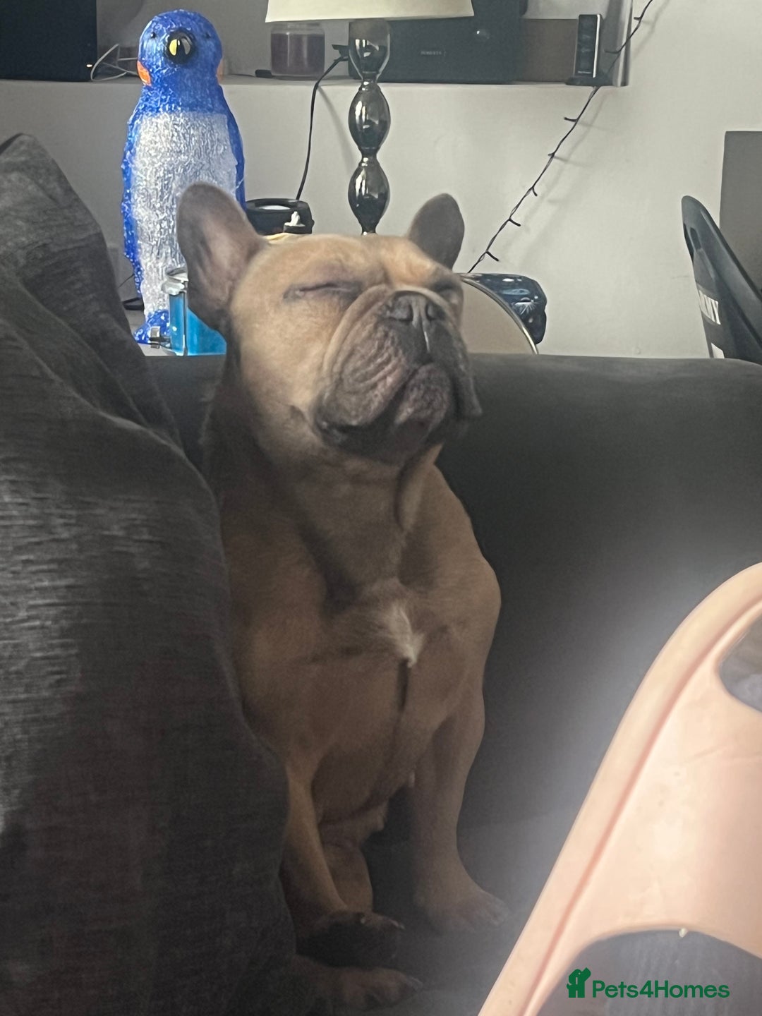 French Bulldog dogs for sale: Female French bulldpg - Image 2