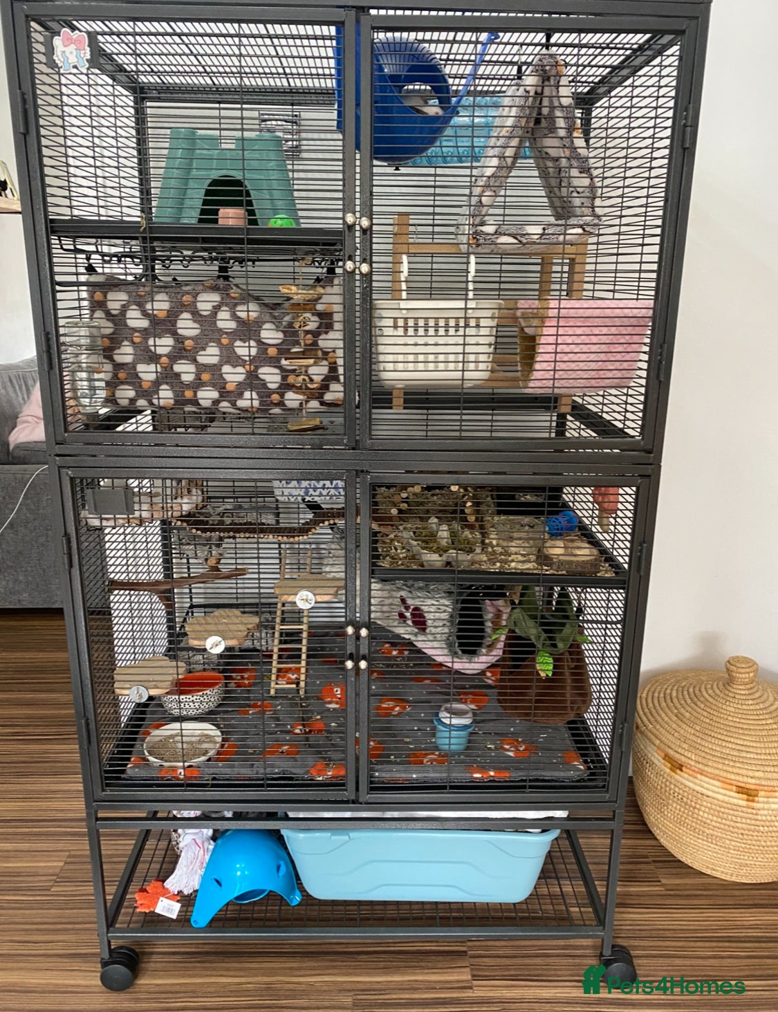 Rat rodents Female rats and cage for sale  - Advert 20