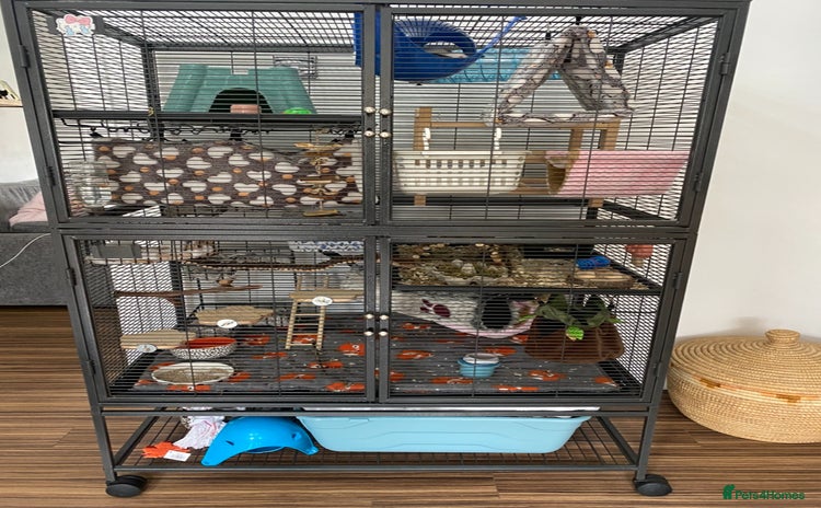 Rat rodents - Advert 5