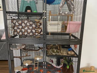 Rat rodents Female rats and cage for sale - Advert 18