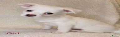 Maple 