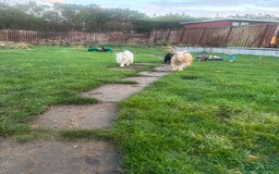 Goats livestock for sale: Loving goats looking for new pastures  - Image 3