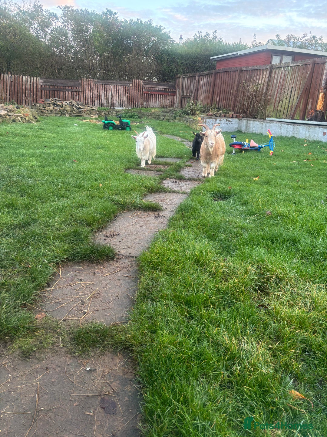 Goats livestock for sale: Loving goats looking for new pastures  - Image 3
