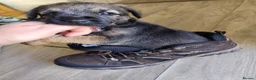 Border Terrier dogs for sale: One Boy Remaining  - Advert 3