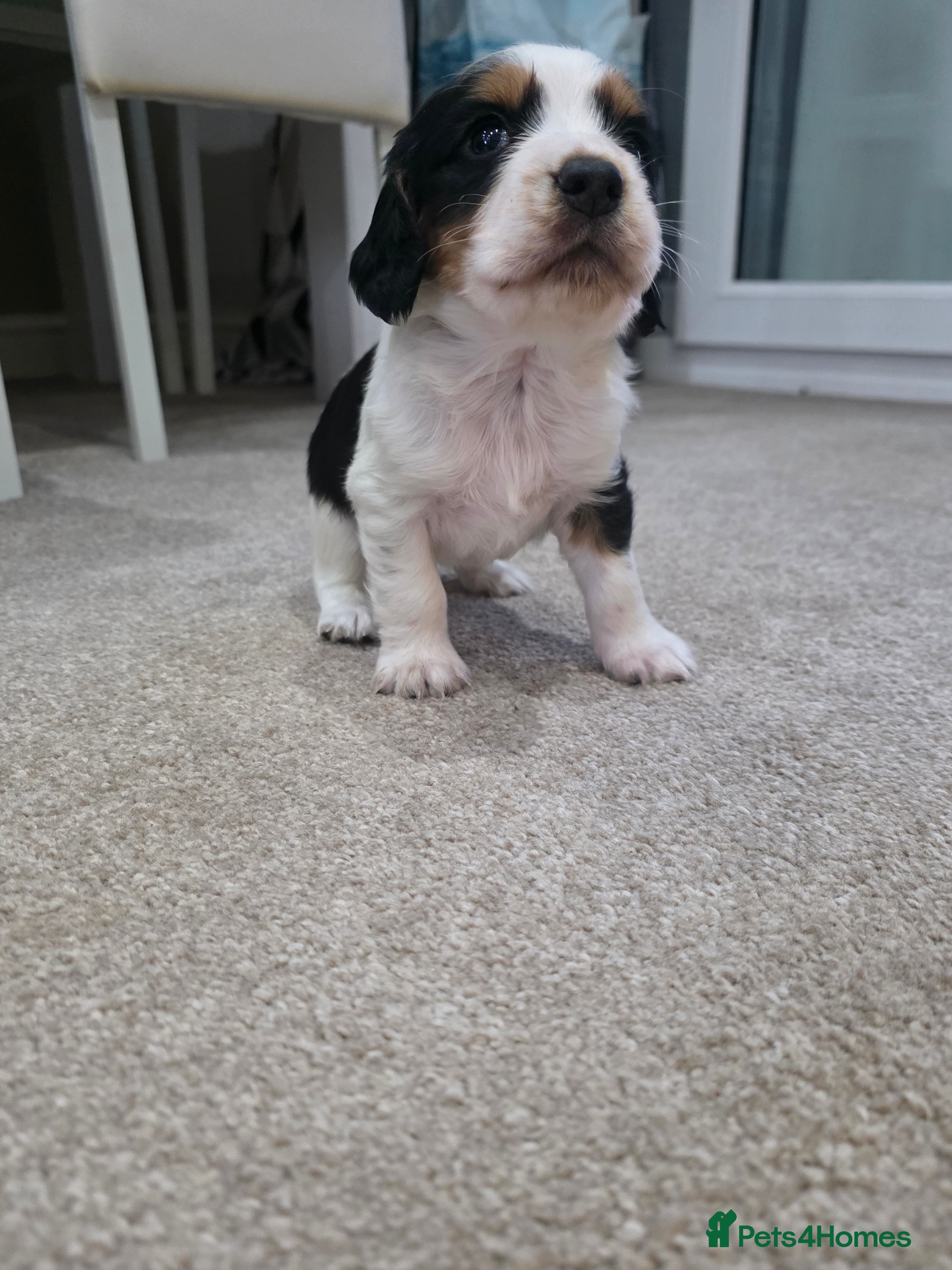 Cocker Spaniel dogs Beautiful cocker spaniels puppies - Advert 2