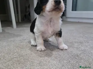 Cocker Spaniel dogs Beautiful cocker spaniels puppies - Advert 2