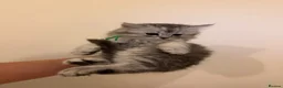 Mixed Breed cats for sale:  Persian mix kittens  in Bradford - Advert 5