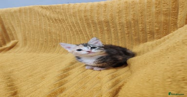 Mixed Breed cats - Advert 14