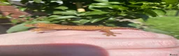 Gecko reptiles for sale: Crested Gecko Babies - Advert 9