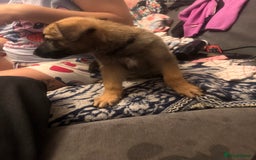 Mixed Breed dogs for sale: German Sheperd cross Lurcher Puppies - Image 20