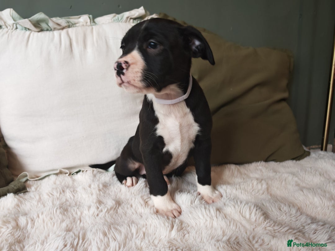 Mixed Breed dogs for sale: Olde English Bulldogge/Staffy Collie - Advert 32