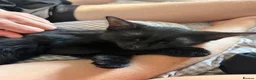 Mixed Breed cats for sale: Beautiful Black Mixed Breed Kittens - Advert 13