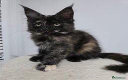 Maine Coon cats for sale: 2 TICA-Registered Maine Coon Kittens Available - Image 14