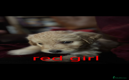 Goldendoodle dogs for sale: So cute standard golden doodles  - Image 9