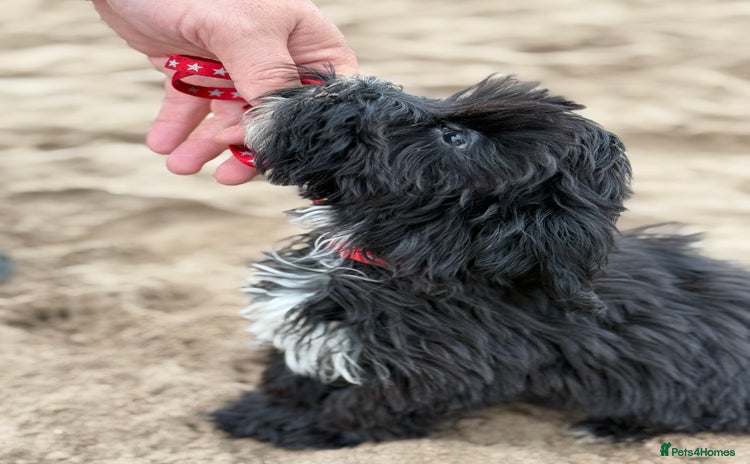 Mixed Breed dogs - Advert 6