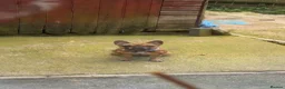 French Bulldog dogs for sale: Lola Female French bulldog in Barnsley - Advert 5