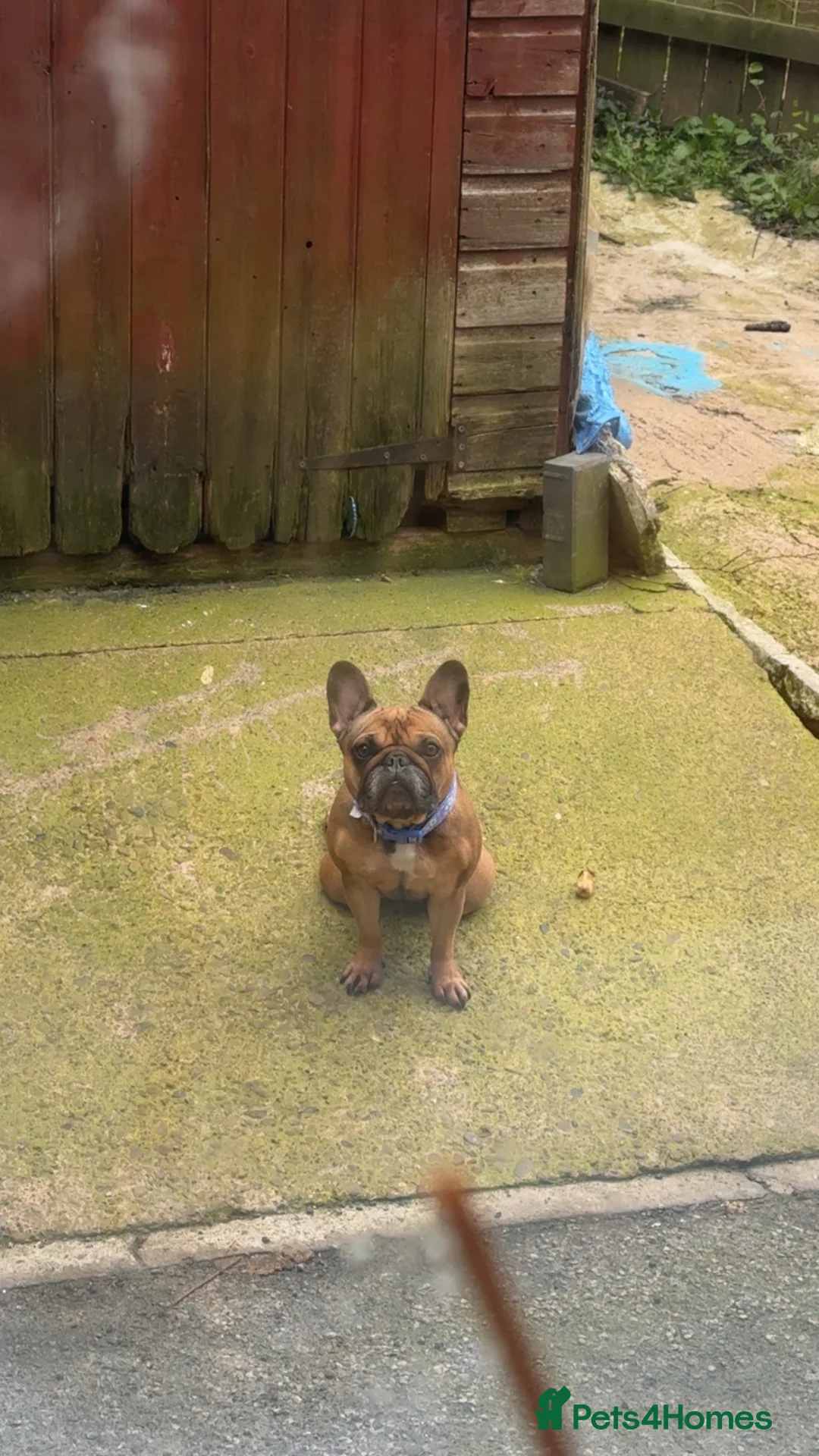 French Bulldog dogs for sale: Lola Female French bulldog in Barnsley - Advert 5