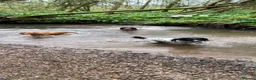 Sprocker dogs for sale: Quality health tested Sprocker puppies - Advert 2