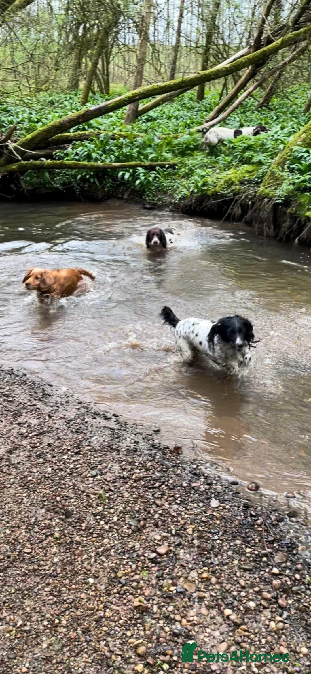 Sprocker dogs for sale: Quality health tested Sprocker puppies - Advert 2