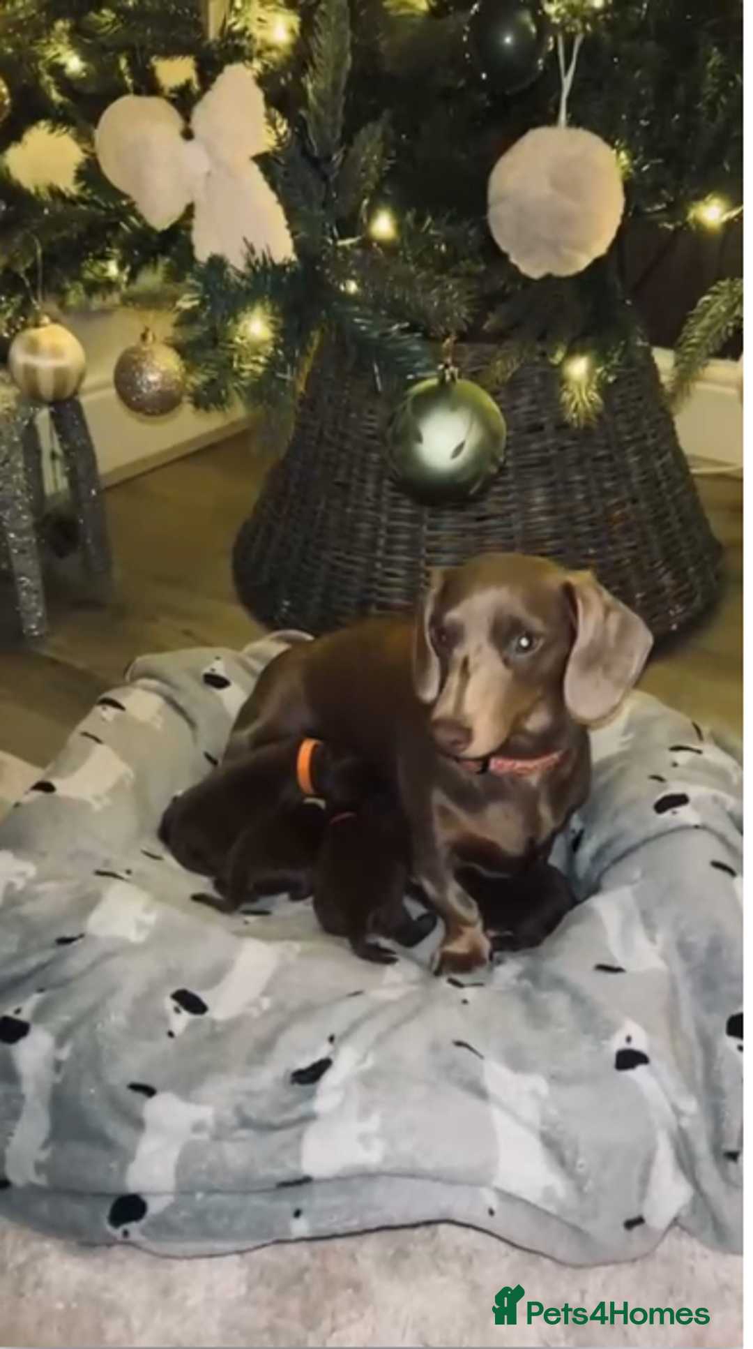 Miniature Dachshund dogs for sale: Adorable Dachshund Puppies - Advert 2