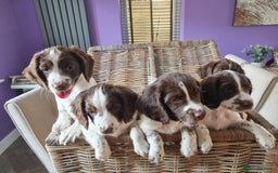 English Springer Spaniel dogs for sale: English springer spaniel puppies  - Image 1
