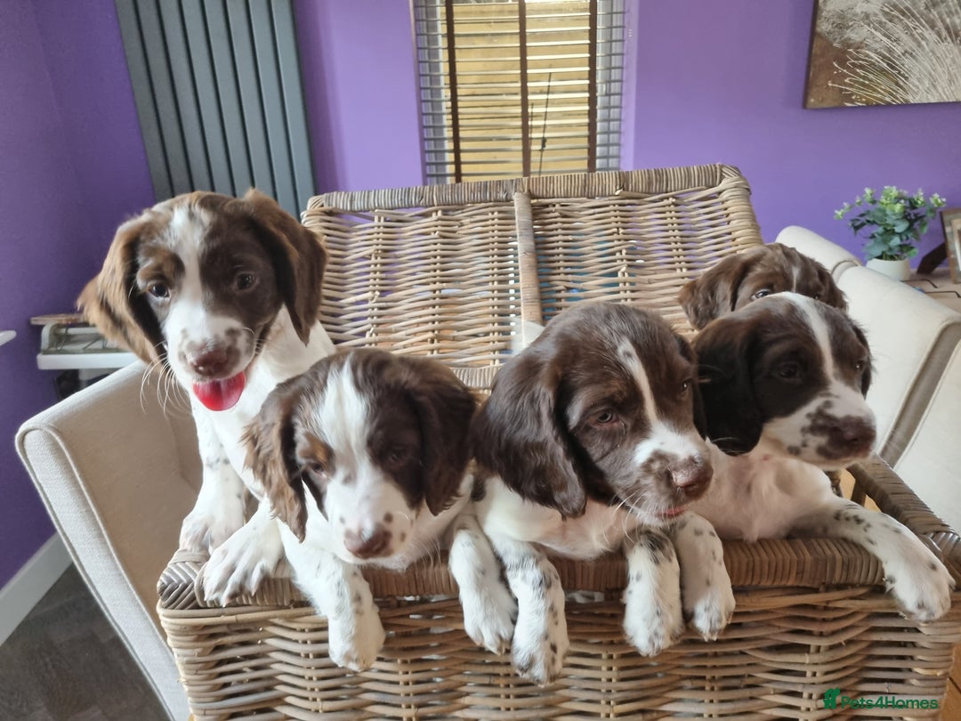 English Springer Spaniel dogs for sale: English springer spaniel puppies  - Image 1