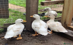 Ducks poultry for sale: Call ducklings // Unsexed //  - Image 2