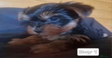 Yorkshire Terrier dogs - Advert 4