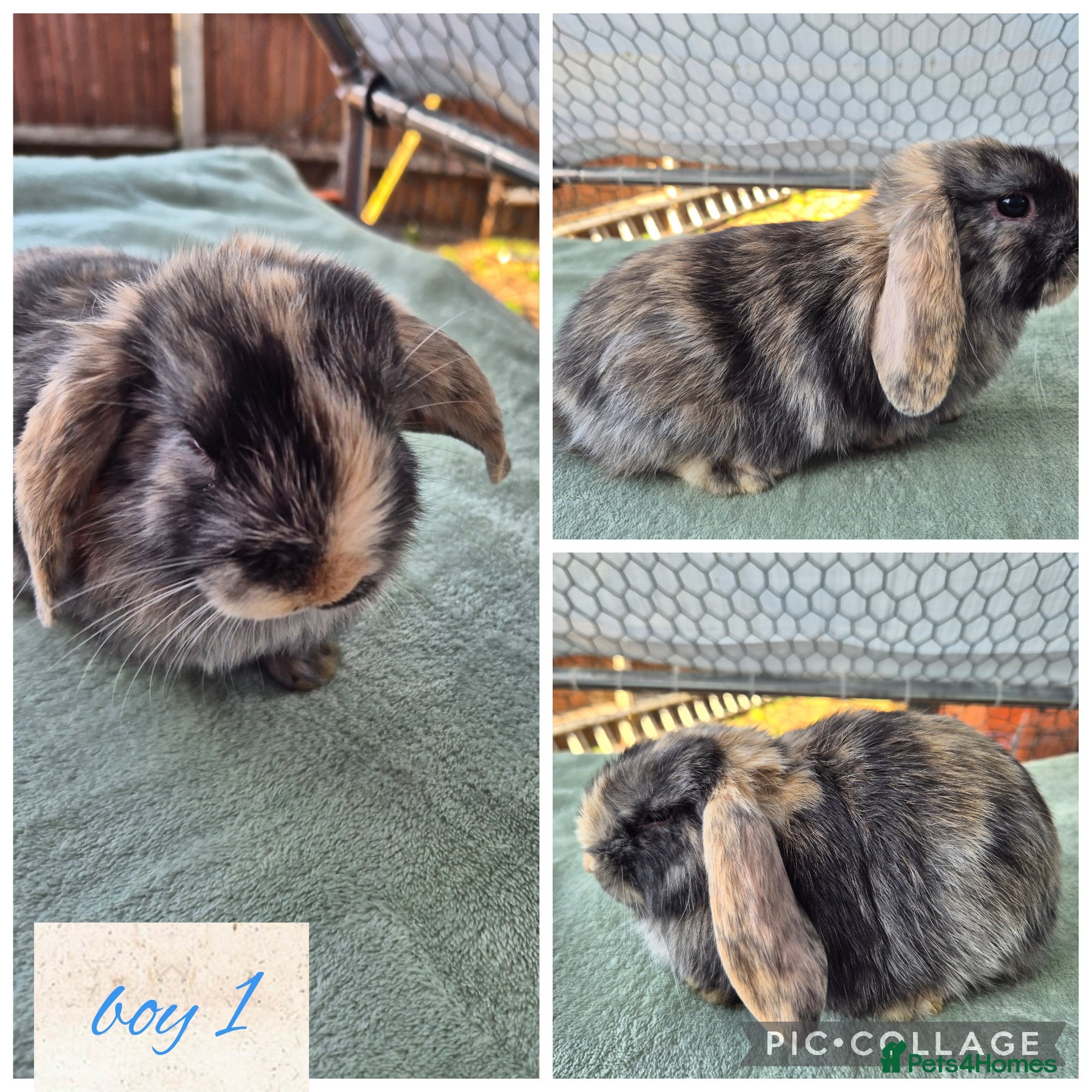 Mini Lop rabbits ❤️🐇 stunning mini lops 🐇💙 Ready to be reserved - Advert 2